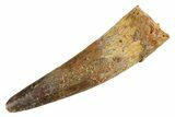 Fossil Spinosaurus Tooth - Real Dinosaur Tooth #347172-1